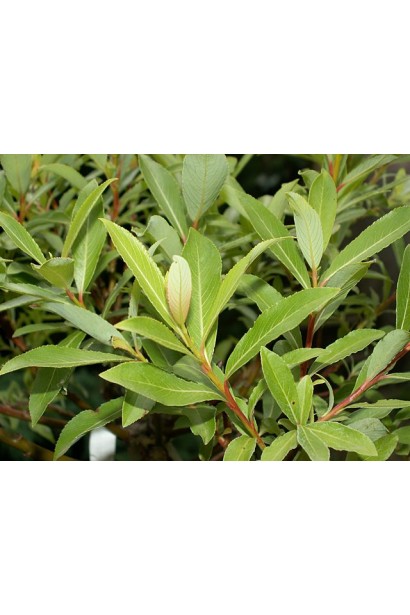 Верба тонкостовбурова Меланостахіс листя